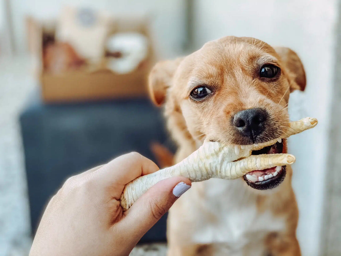Chicken feet for dogs