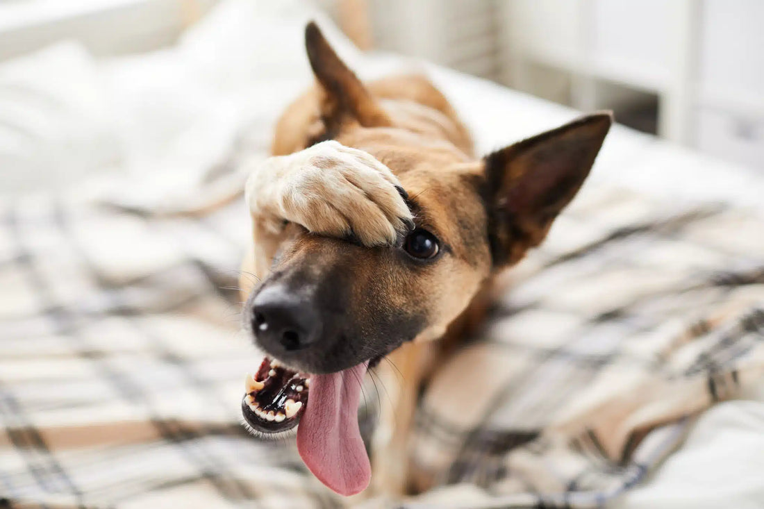 Natural Wormer for Dogs: 5 Effective Remedies to Keep Your Pet Worm-Free